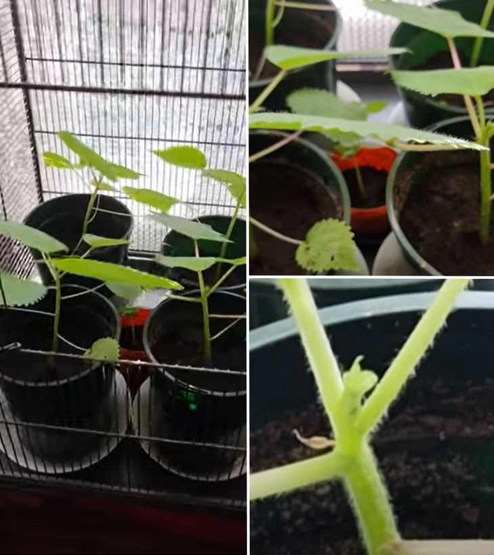 Detalles de la planta suicida