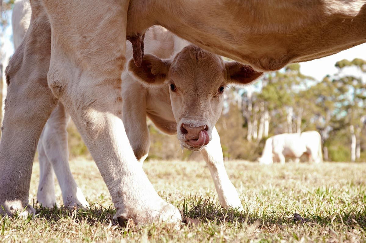 madres reino animal vaca