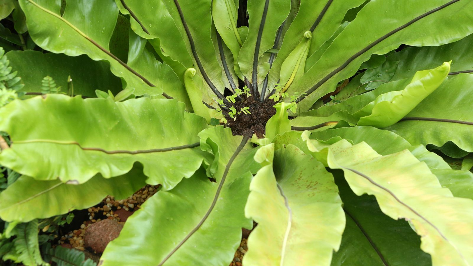 Helecho asplenium