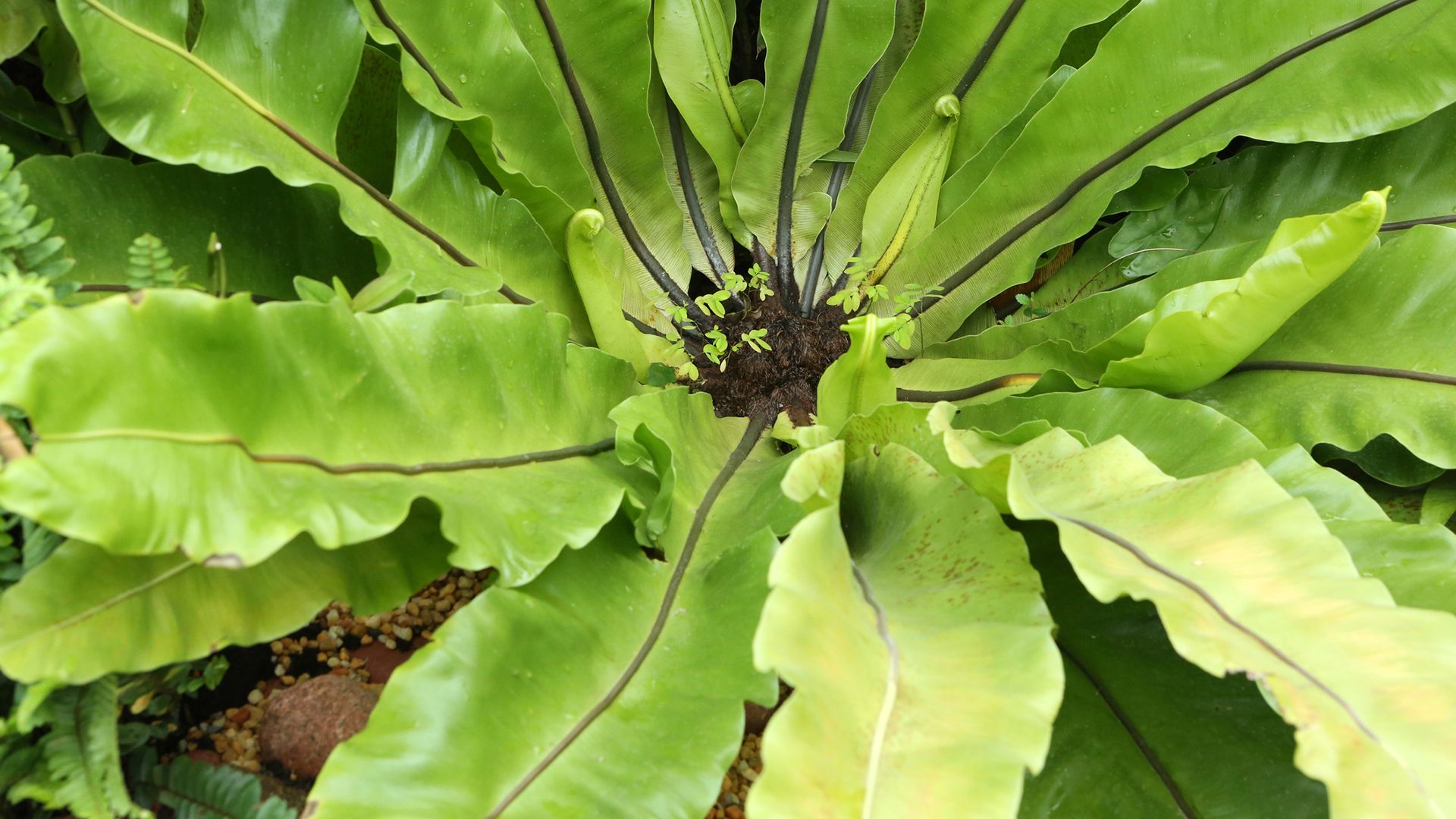 Helecho asplenium