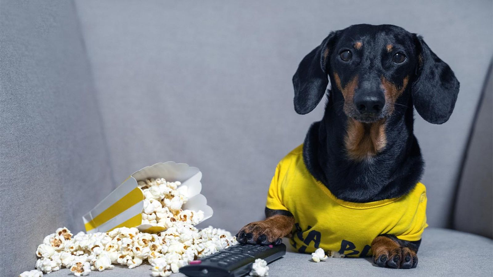 peliculas sobre animales hbo