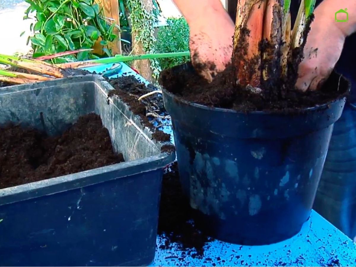 Se recomienda trasplantarlo en primavera.