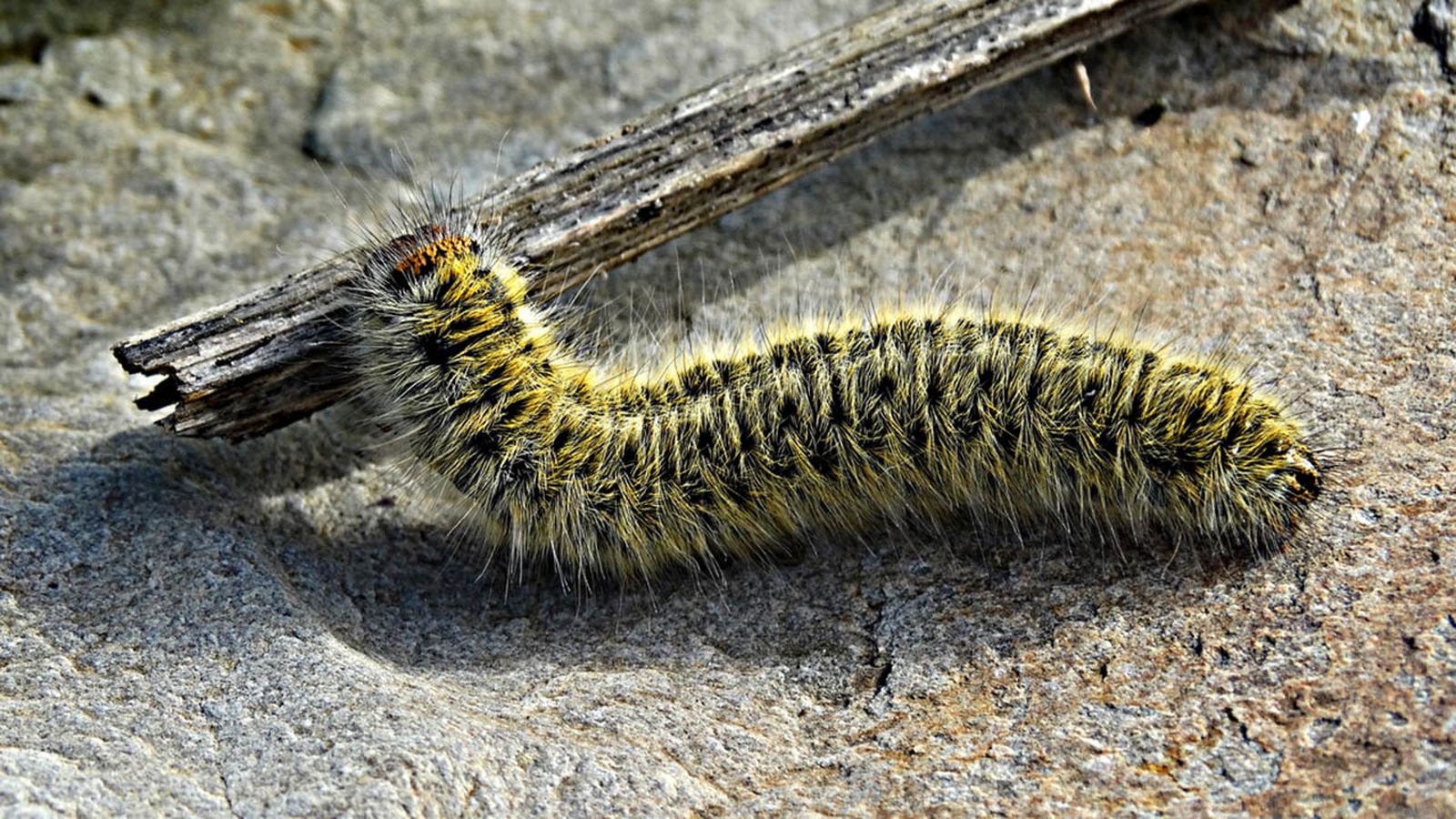 procesionaria del pino como acabar con ella xl