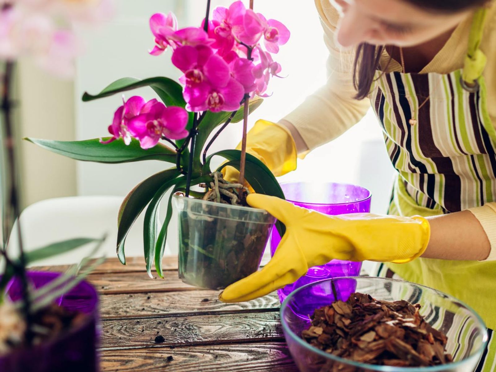 Los sustratos para orquídeas son muy diferentes a los de otro tipo de plantas.