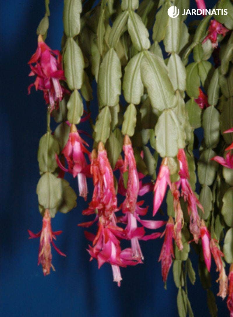 Cactus de Navidad