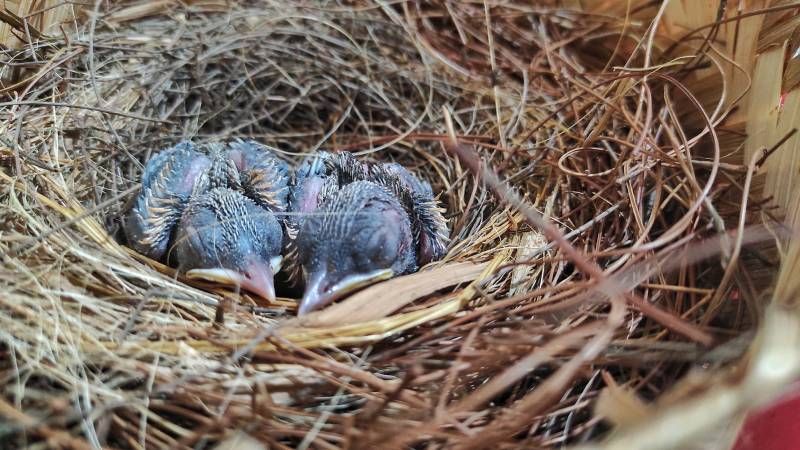 Los pelos de perro pueden contener residuos de productos antiparasitarios, como el fipronil.