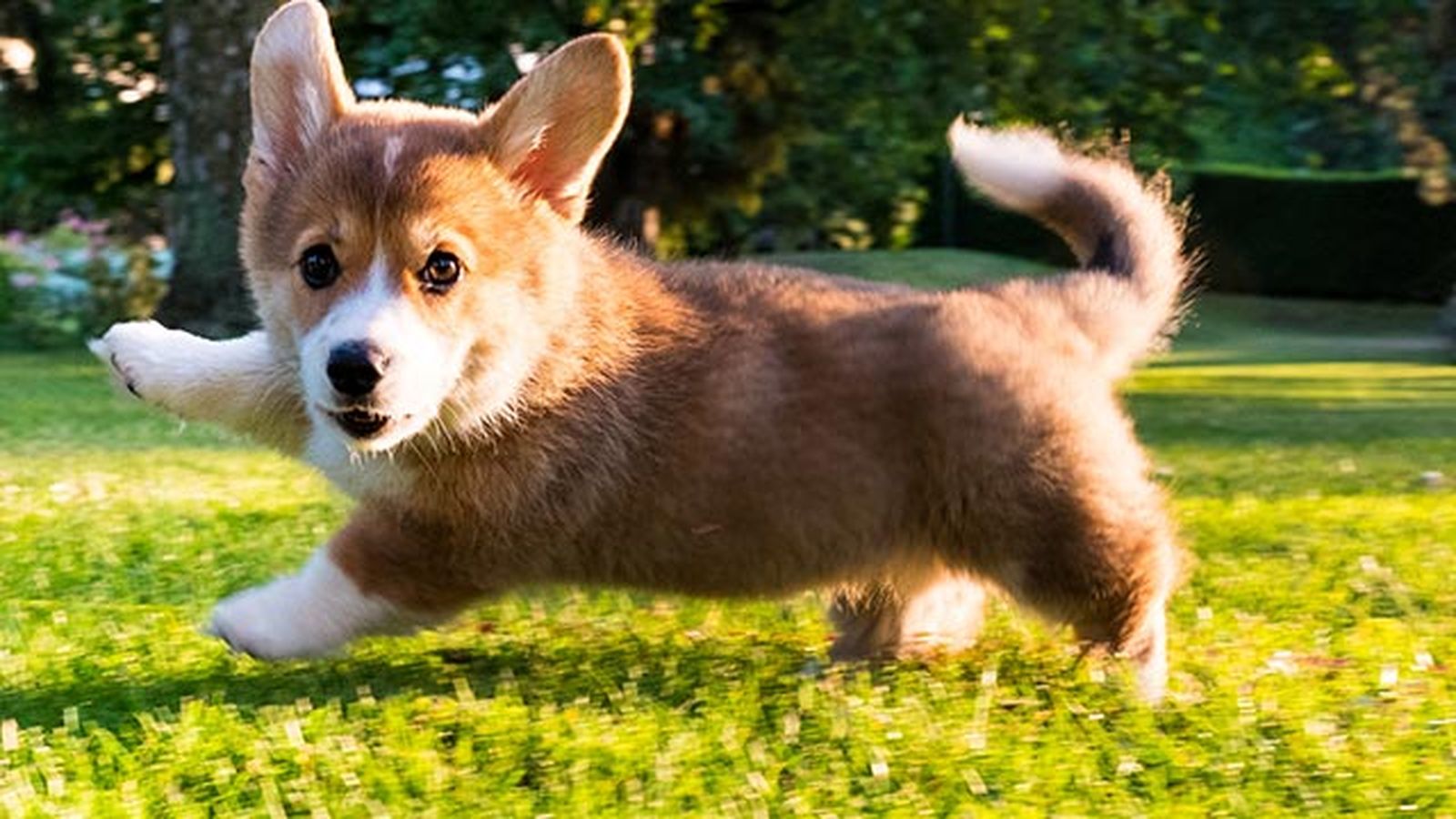 corgi