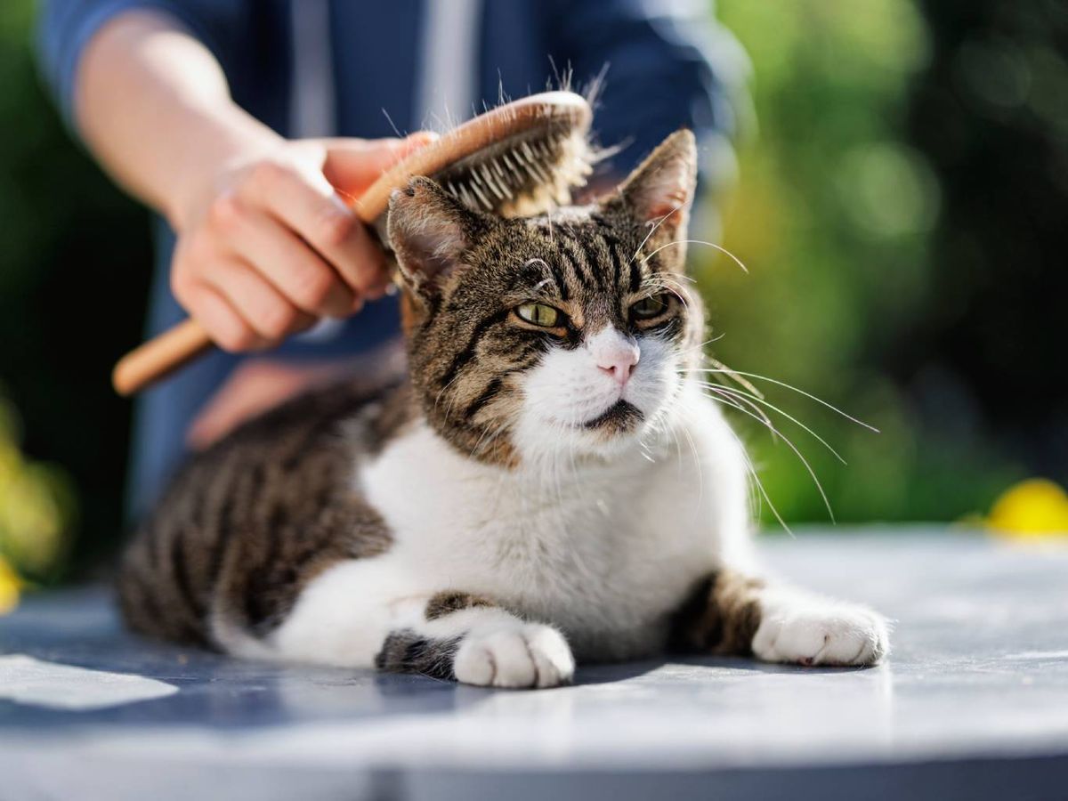 Durante las temporadas de muda es importante aumentar la frecuencia de cepillado.