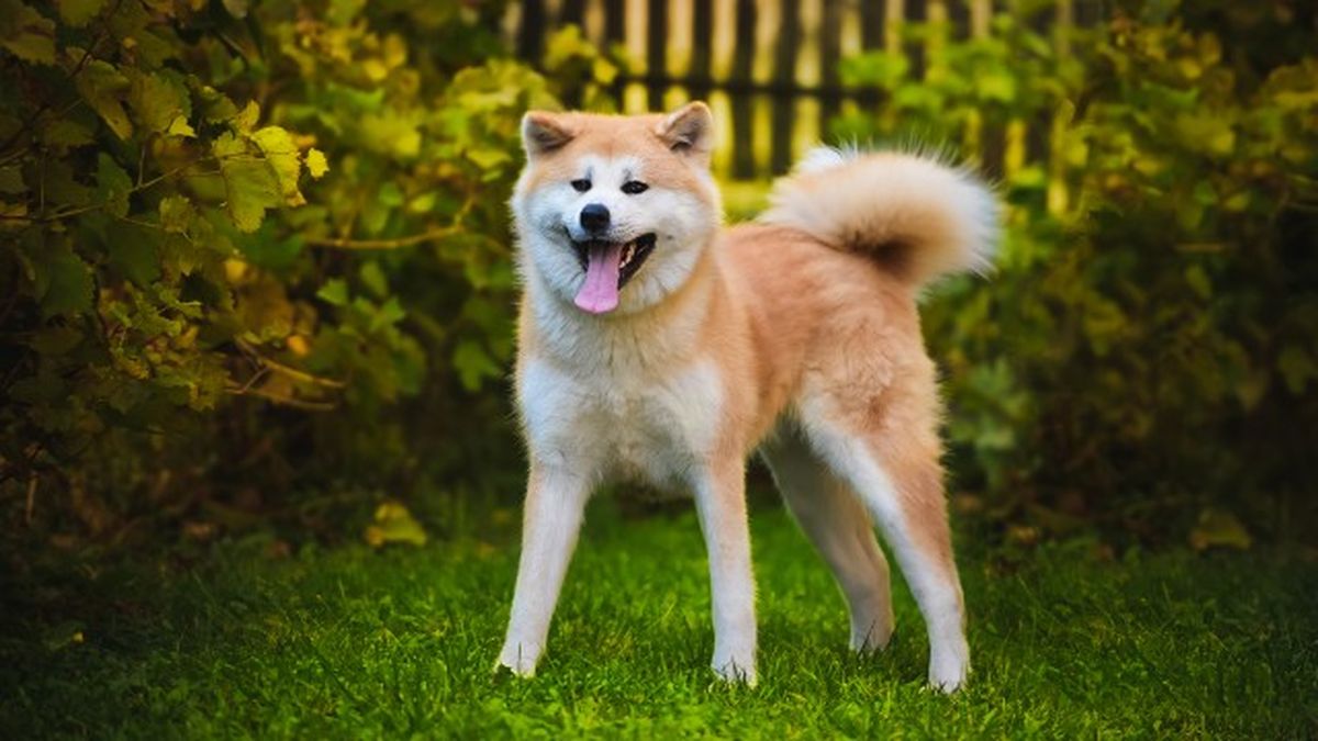cuantas razas de perros hay 9