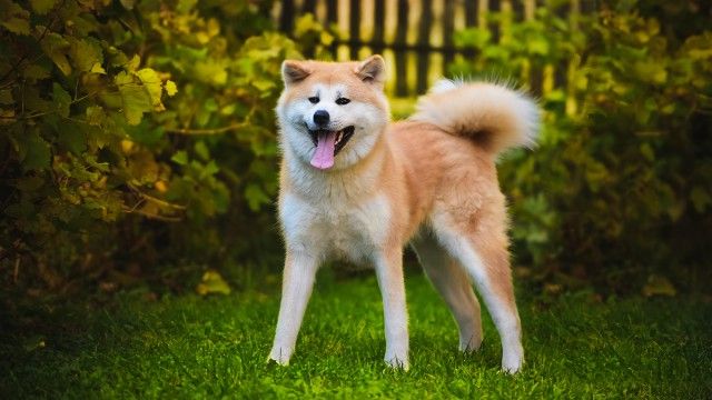 cuantas razas de perros hay 9