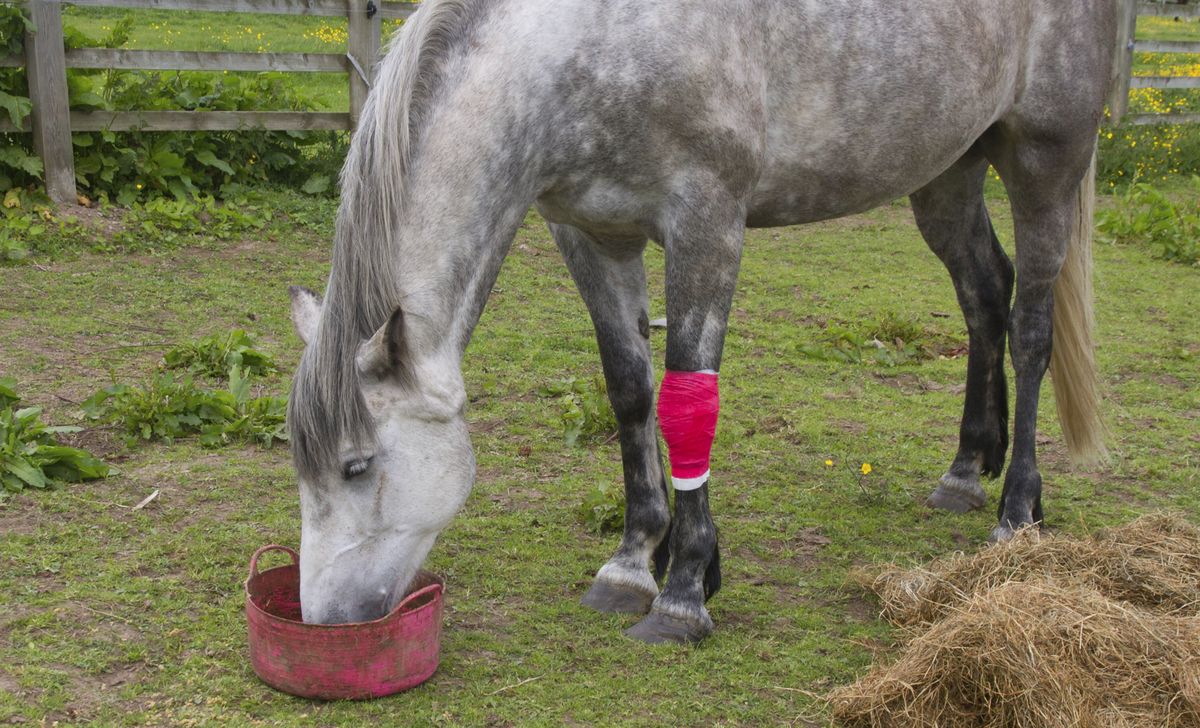 MASCT020 hospital para caballos xl