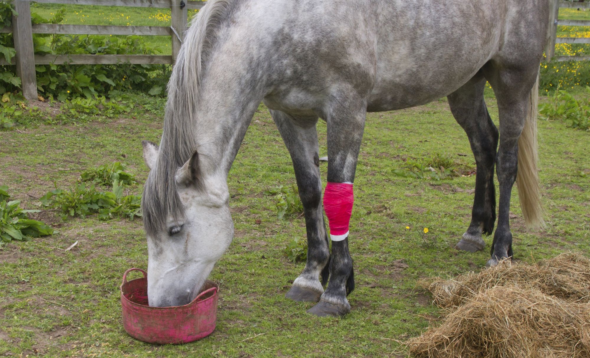 MASCT020 hospital para caballos xl