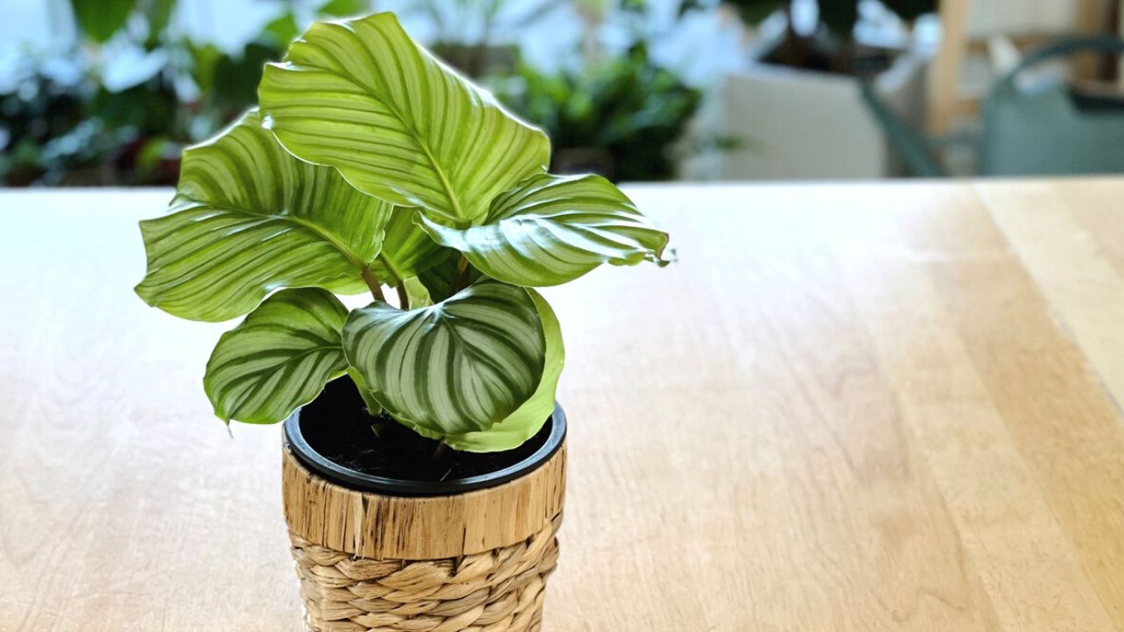 plantas sin flor para alegrar el hogar en invierno