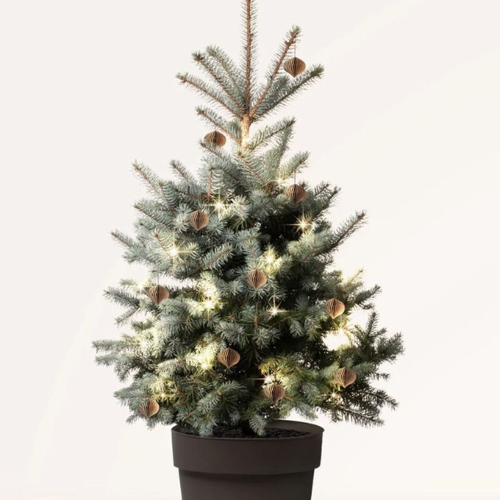 Picea pungens