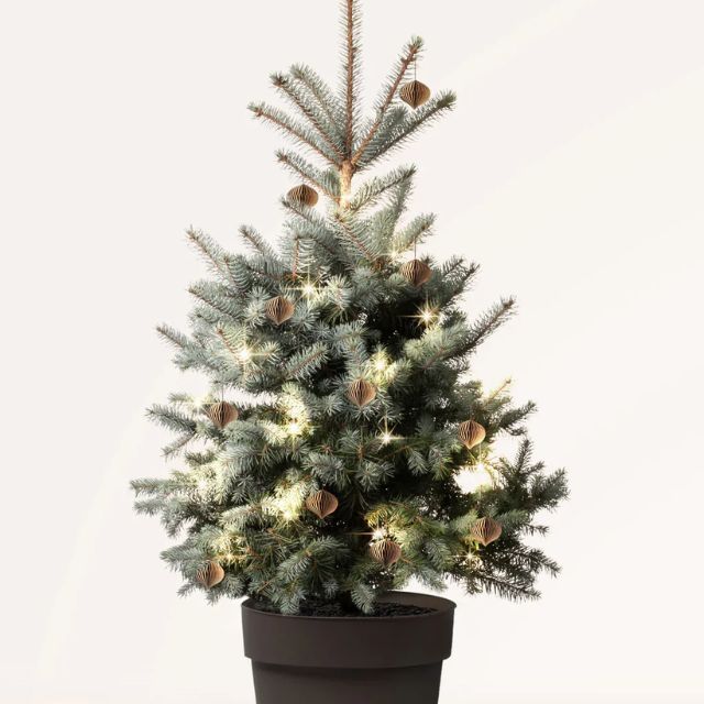 Picea pungens