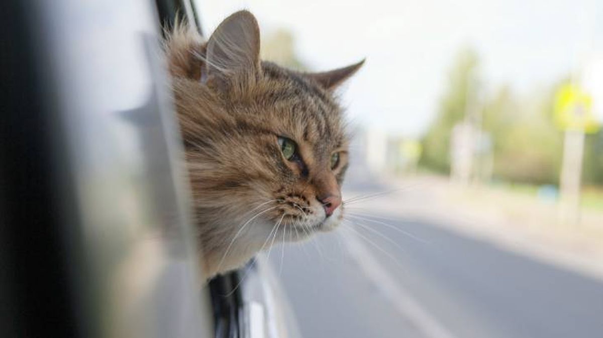 Cuando viajes en coche con tu gato en coche no dejes que saque la cabeza por la ventanilla