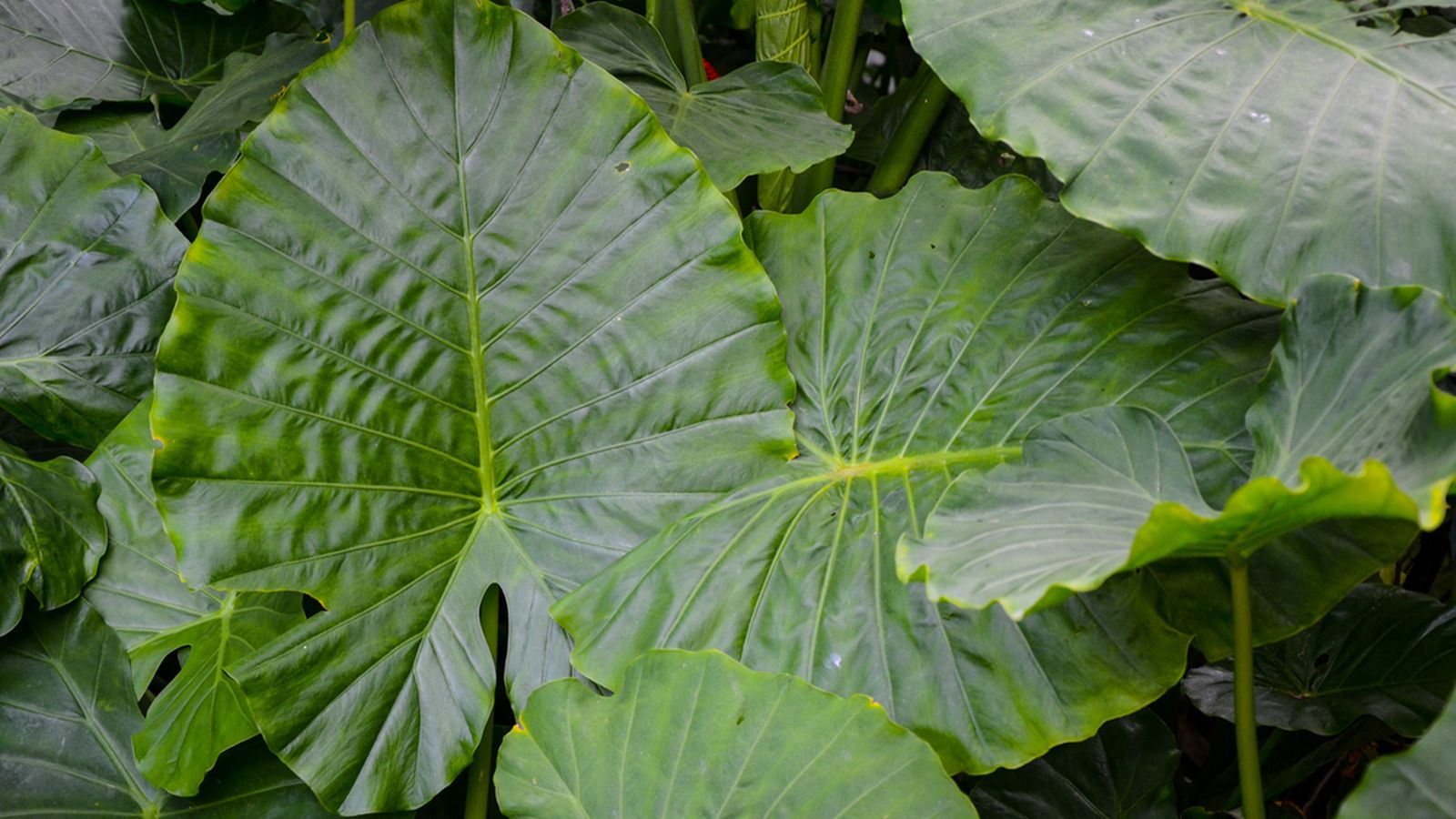 composiciones rincones sombrios xl