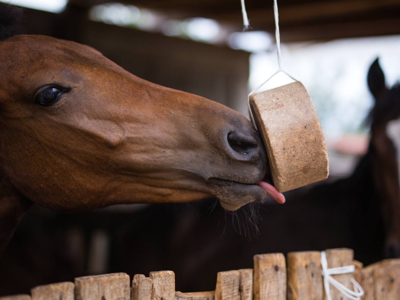 Los cereales y piensos aportan energía adicional a los caballos