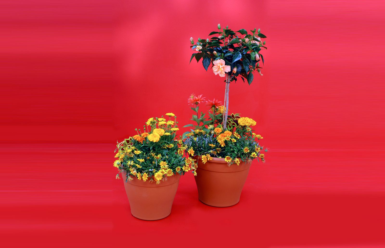 composicion hibisco xl