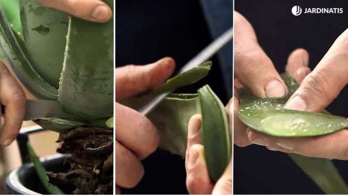 extraer gel aloe vera de la planta
