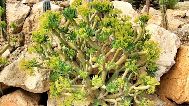 Senecio Kleinia