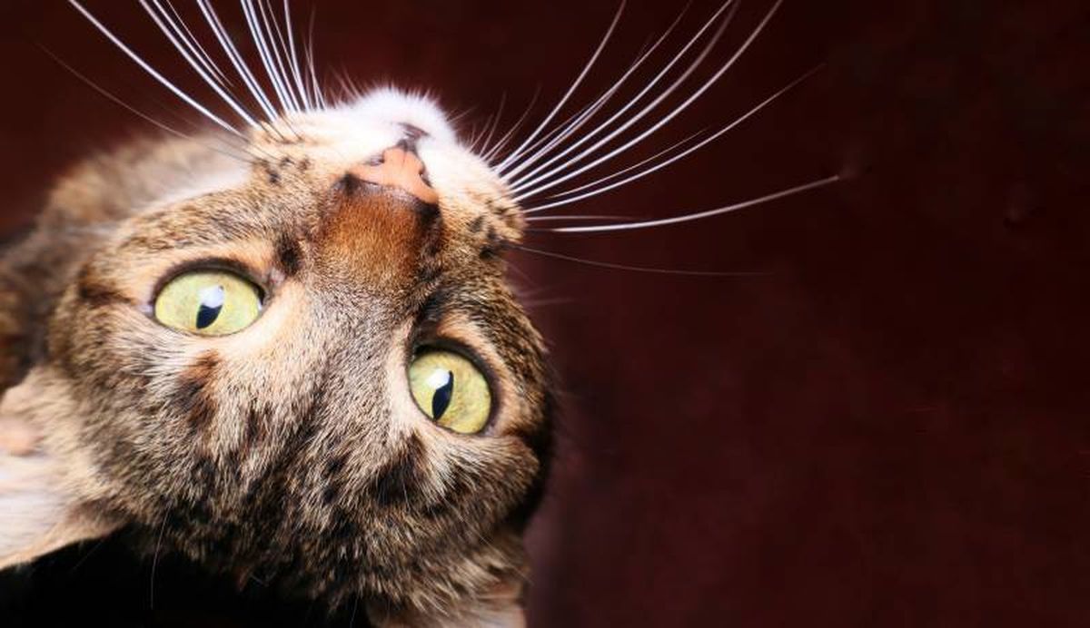 El pelaje con manchas del gato Bengalí recuerda a un leopardo.