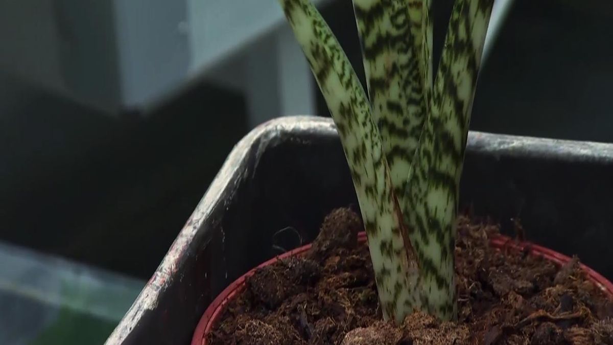 DEKO_JARDIN_609_alocasia Tiger Elephant Ear