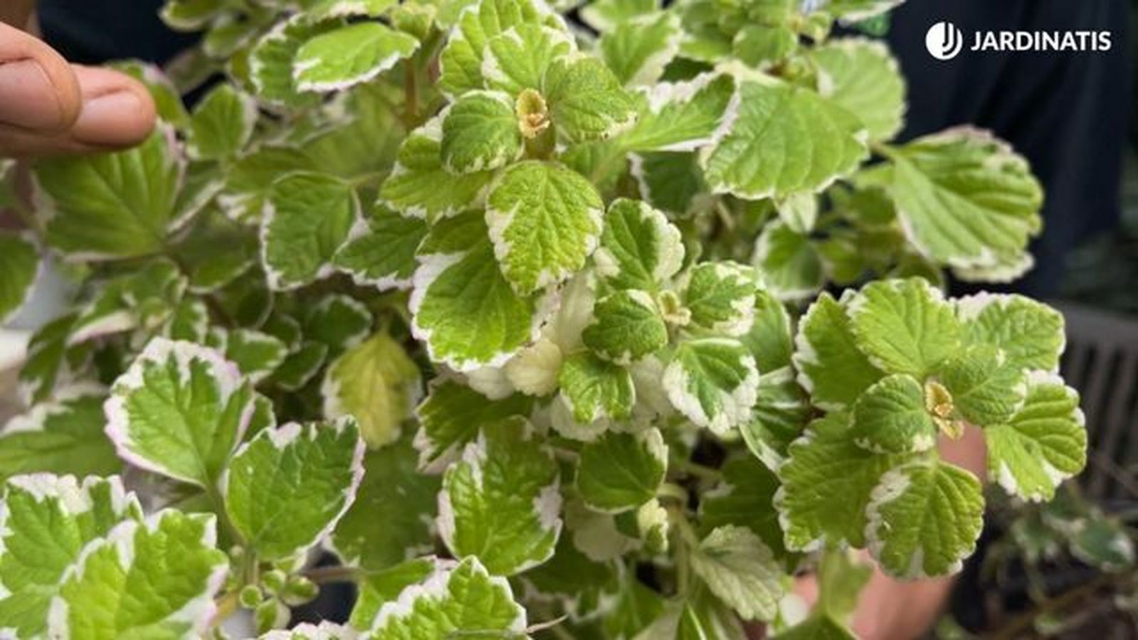 La planta de incienso repele los mosquitos