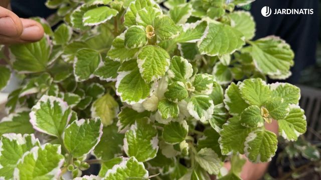 La planta de incienso repele los mosquitos