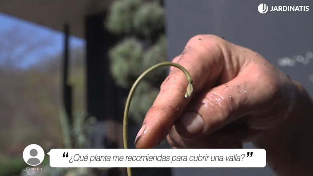 El falso jazmín se adhiere a las superficies mediante sus zarcillos