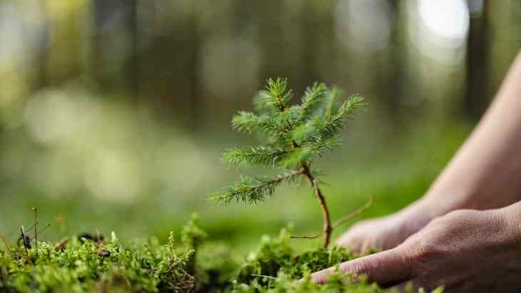 guia fisiologia vegetal