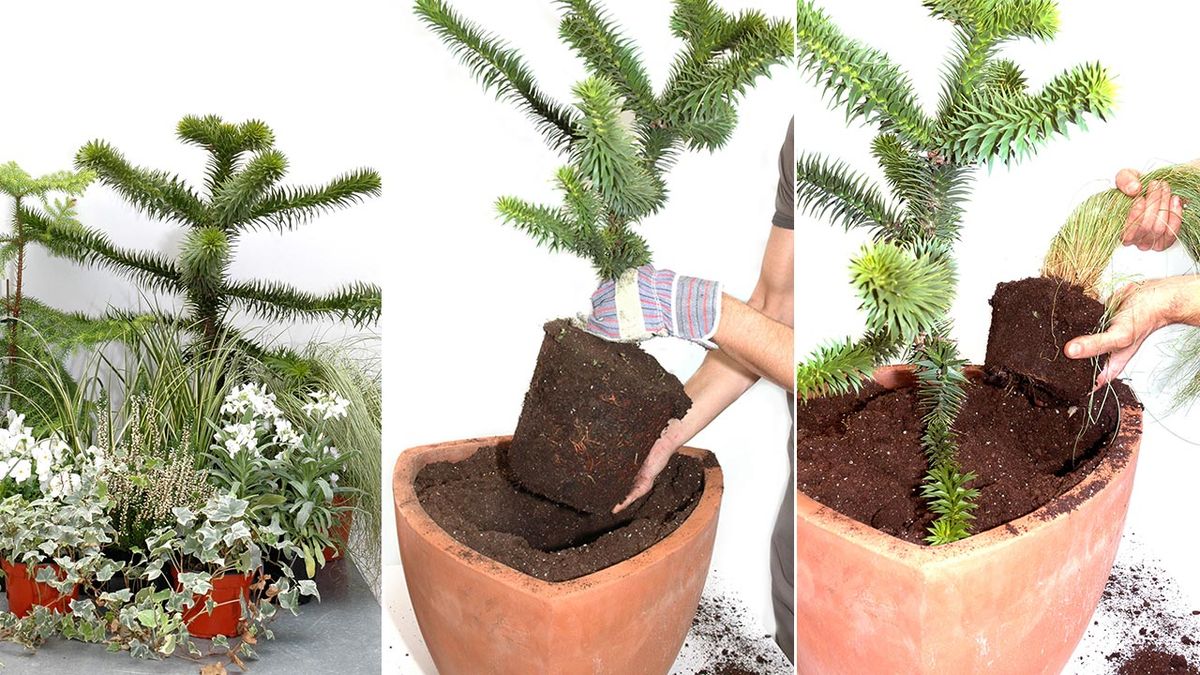 deco 122 composicion y trasplante de Araucaria 1