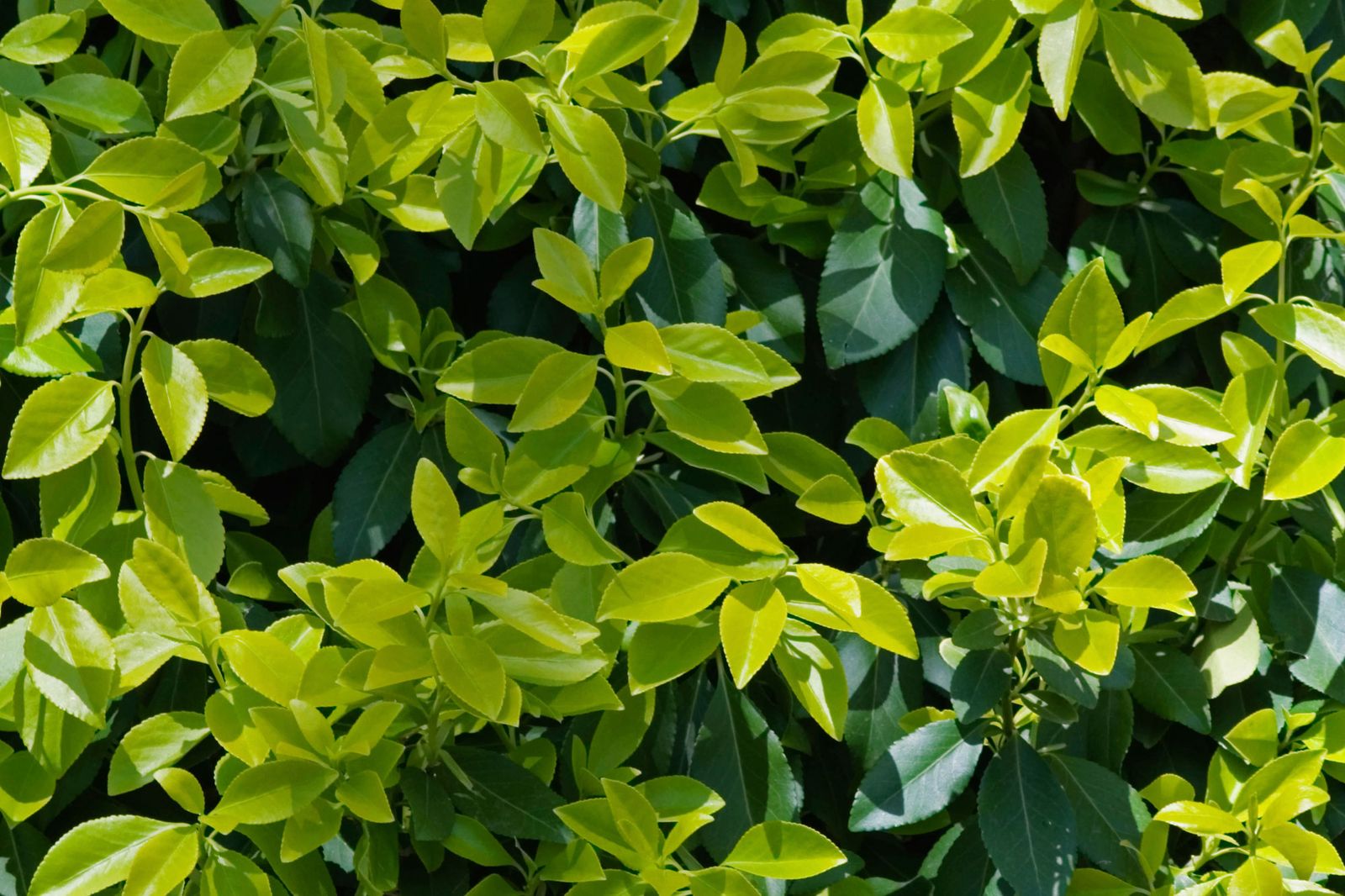 Variedades de boneteros