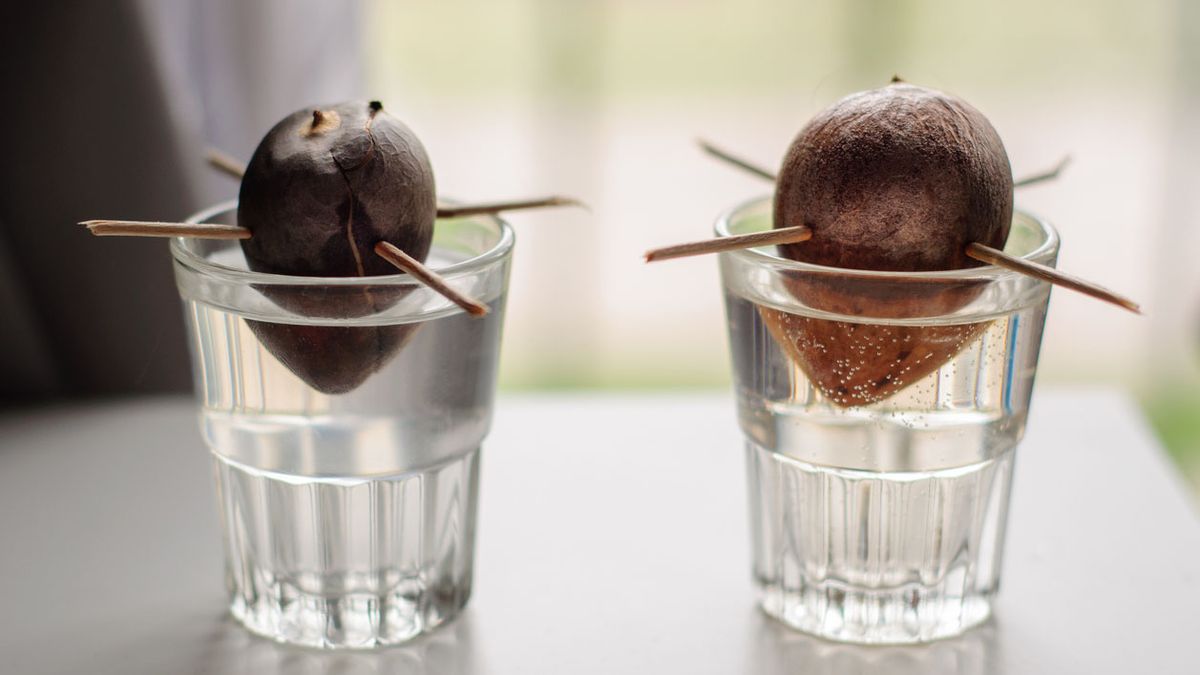 cultivar aguacate en vaso