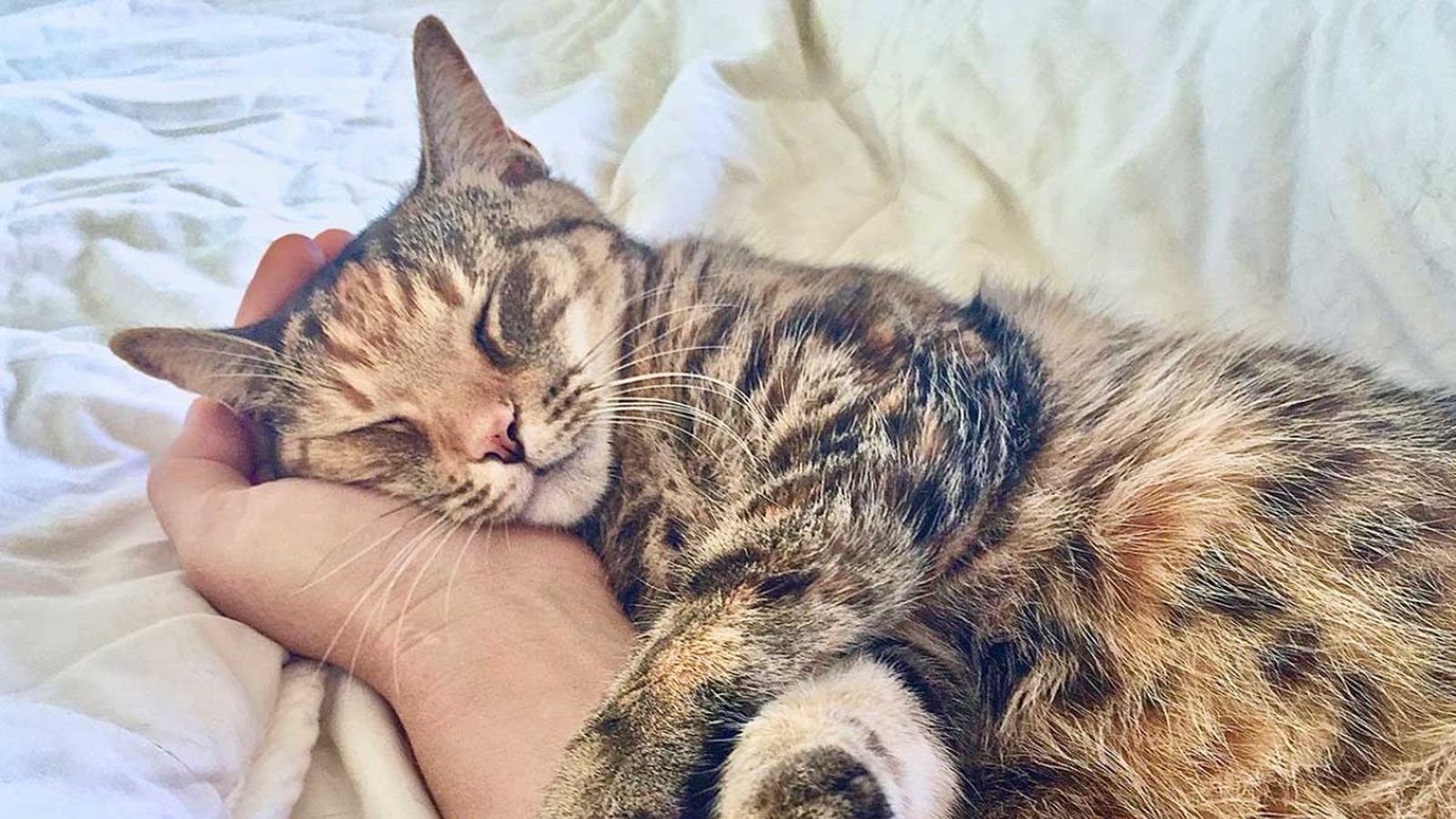 por que ronronean los gatos ok