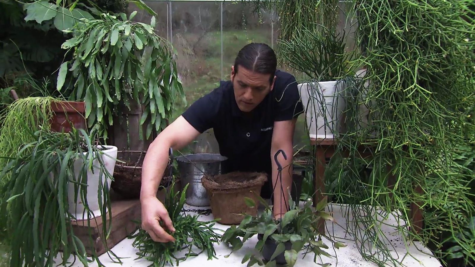 deco 765 jardin nuevas variedades rhipsalis xl