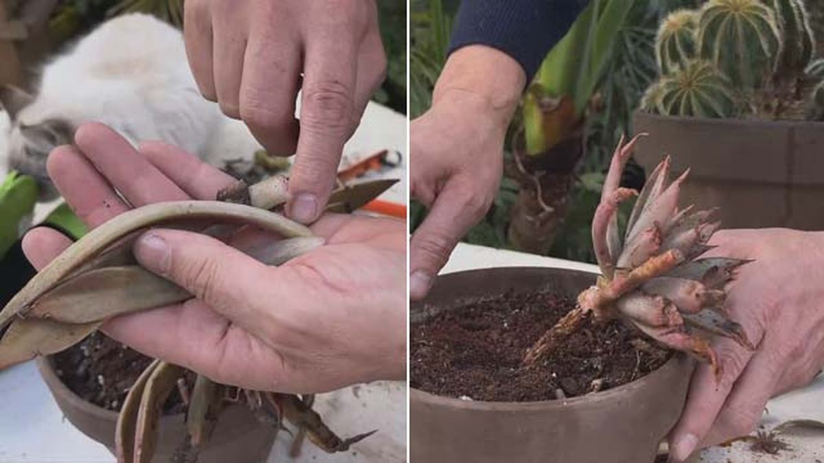 sanear planta crasa con exceso de agua jardinatis