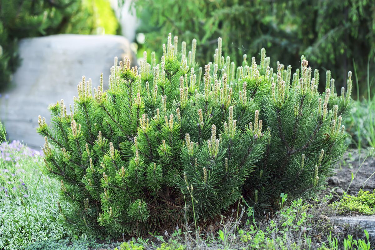 pinus mugo 01