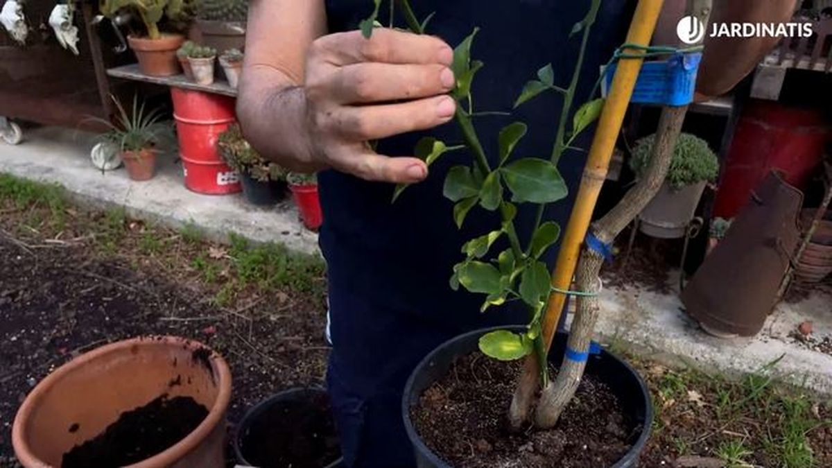 limonero injertado en poncirus trifoliata resistente a heladas jardinatis 23