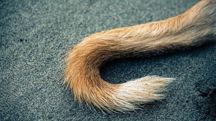 Cola de un perro en el suelo