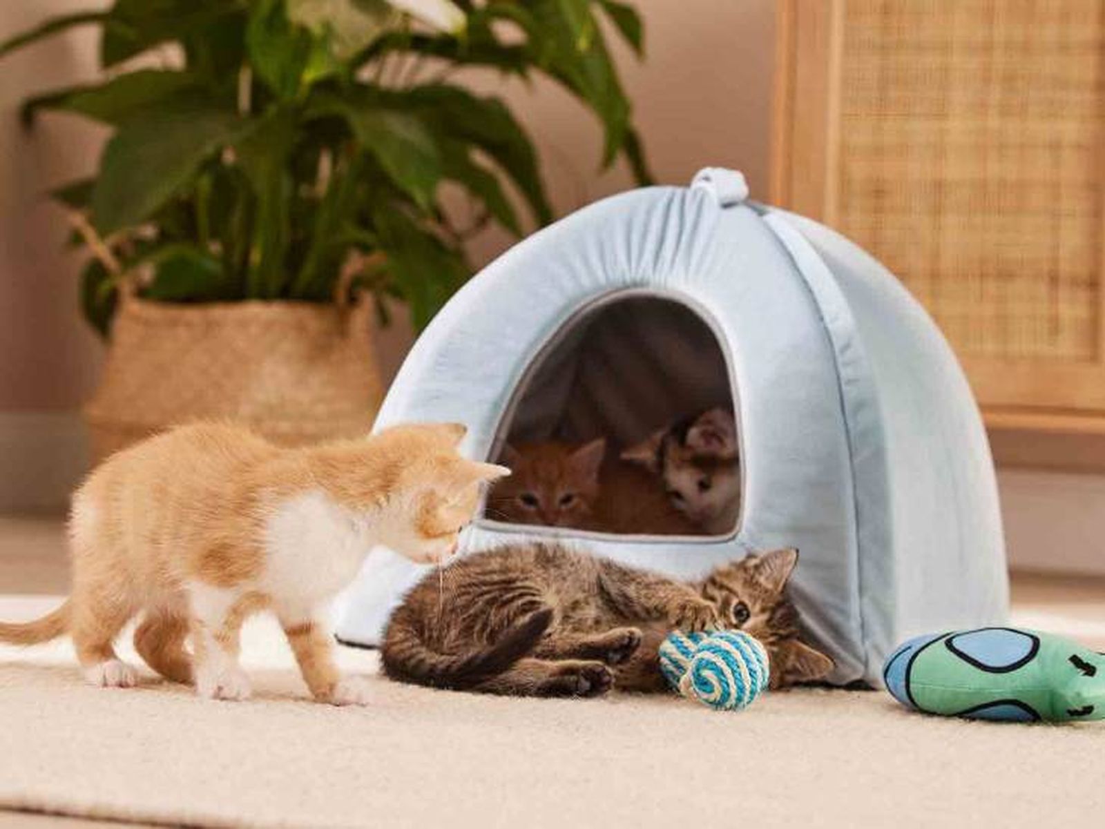 cueva sencilla gatos lidl