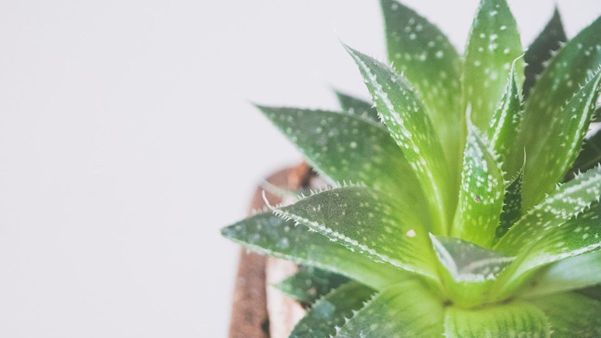 encuentra plantas exterior resistentes para tu jardin xl