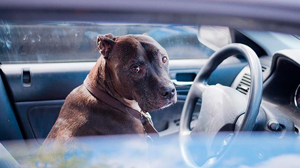 mascotas perros coche