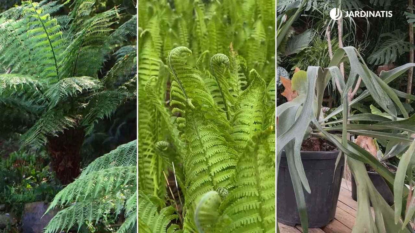 Existe una gran variedad de helechos