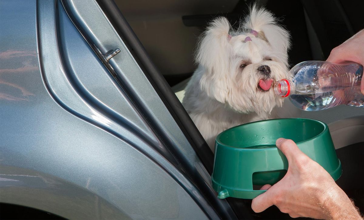 mascotas perros viaje coche agua
