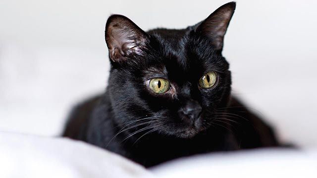 adopcion gatos negros octubre 2