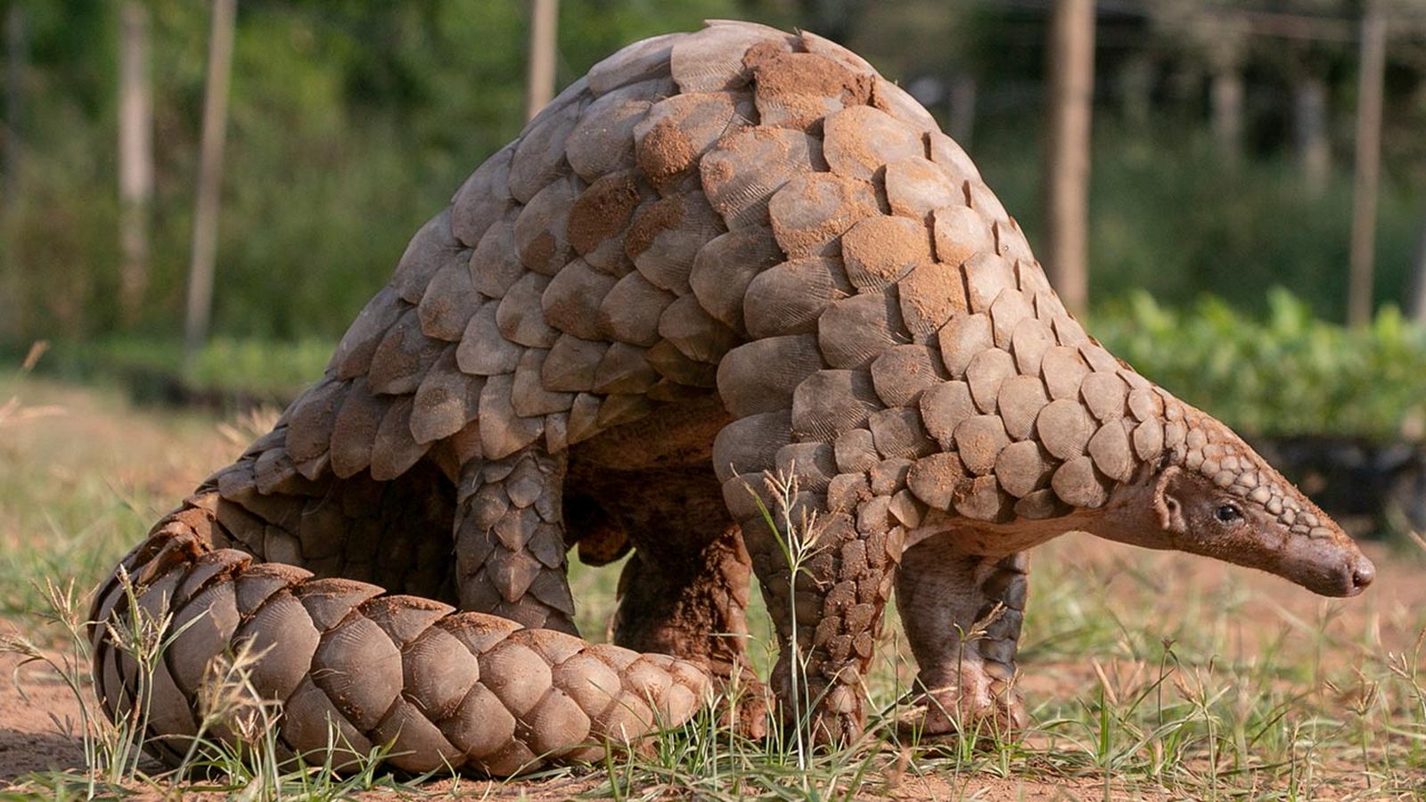 pangolin portada