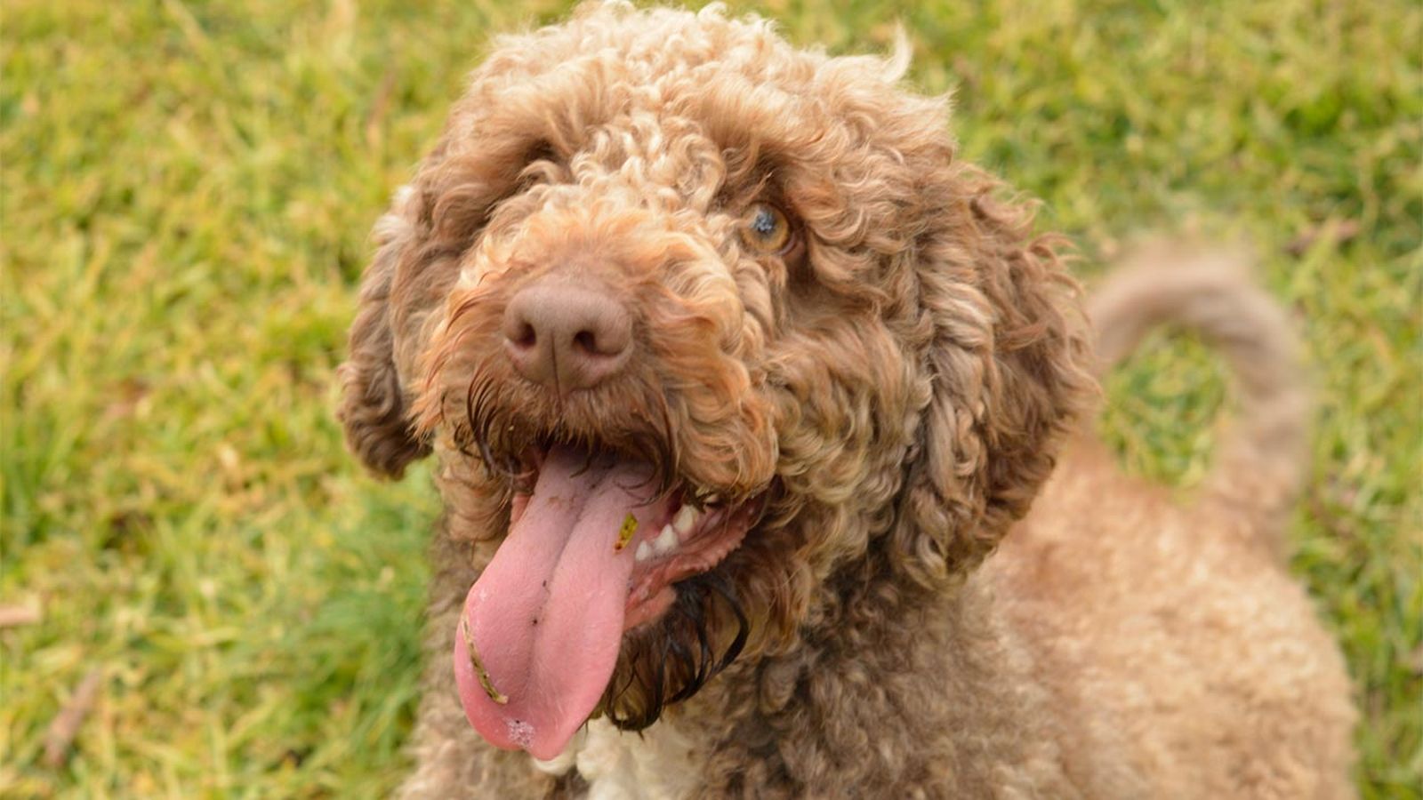 perro de aguas español