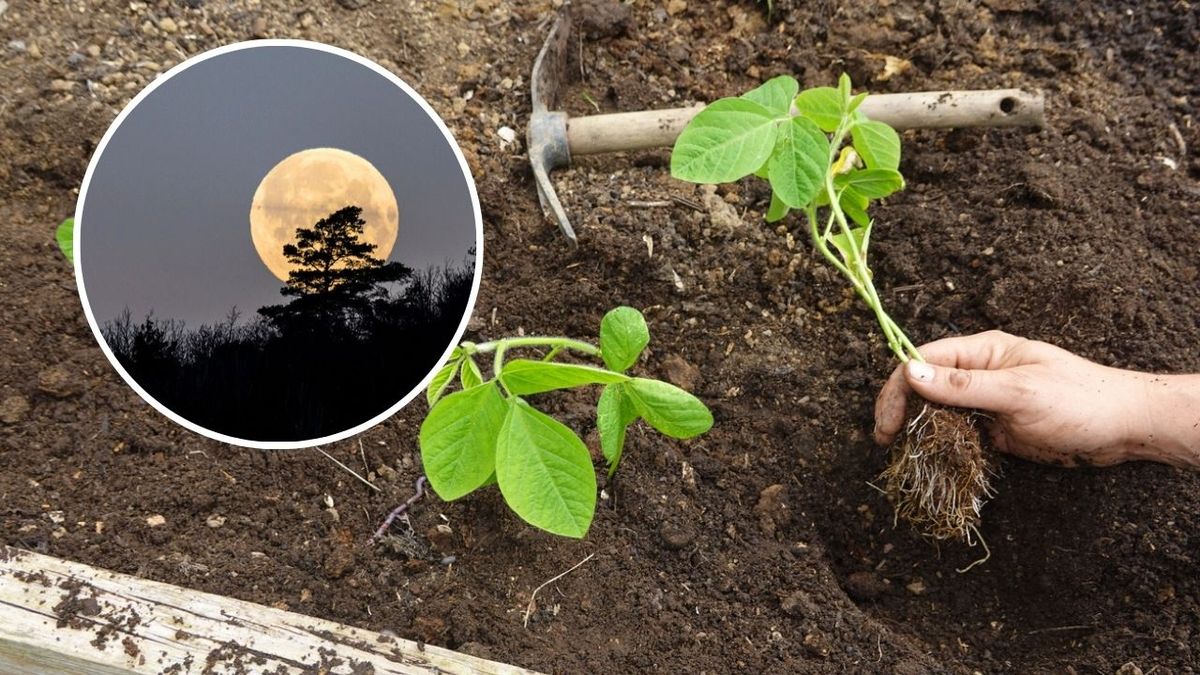 Aunque no hay pruebas definitivas, la Luna podría influir en los ritmos biológicos de las plantas.
