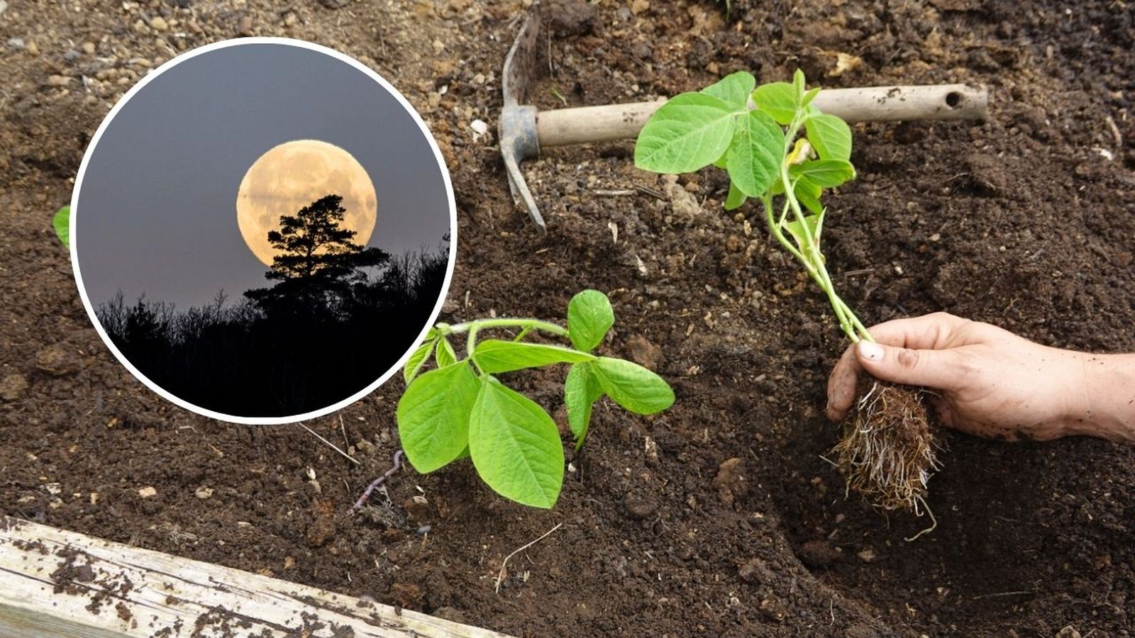 Aunque no hay pruebas definitivas, la Luna podría influir en los ritmos biológicos de las plantas.